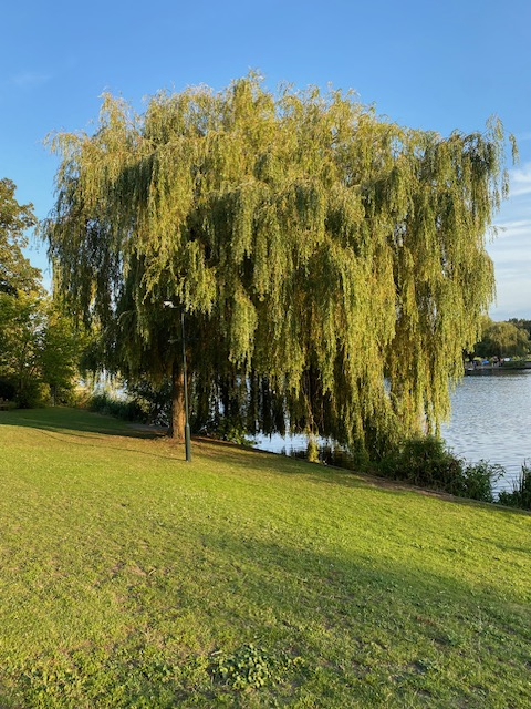 Photo of a willow tree by the Thames at Hampton